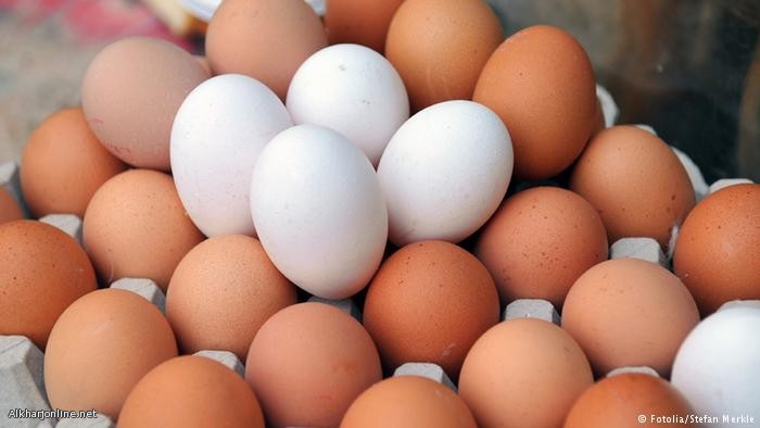 دراسة تحذر: كثرة البيض يؤدي إلى الموت