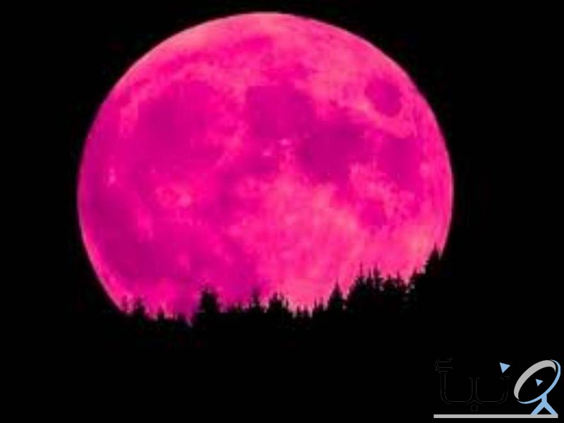 #«القمر الوردي».. ظاهرة المرة الواحدة.. الجمعة