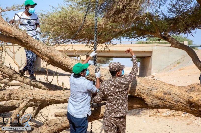 “الأمن البيئي” ينقذ شجرة طلح معمّرة جرفتها السيول بالثمامة