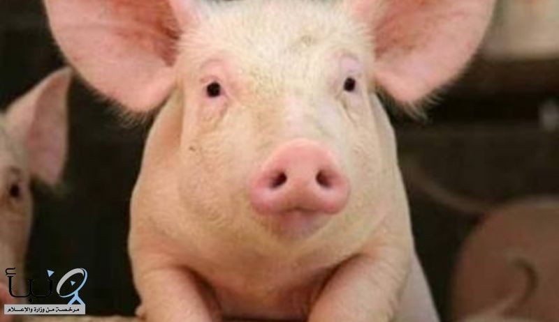 #حول_العالم الصين تحسم الجدل حول فيروس انفلونزا الخنازير الجديد