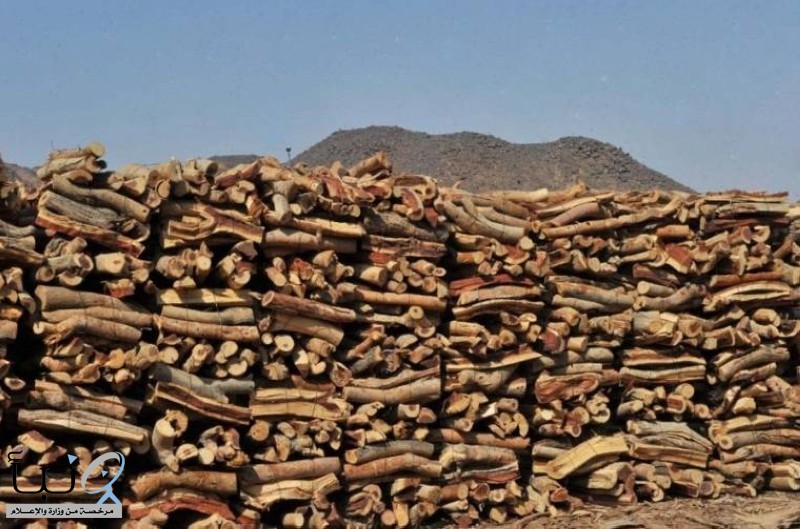 «البيئة»: منع بيع الحطب والفحم وتخزينه أو ترويجه إلا بتصريح #عاجل