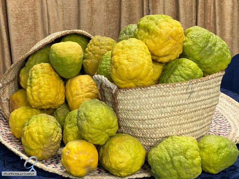 "الأترجة " الفاكهة الشتوية في محافظة وادي الدواسر