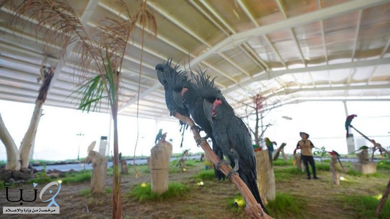 “كوكاتو النخيل”.. أجمل وأغلى طير في العالم تحتضنه “جدة جنغل” “كوكاتو النخيل”.. أجمل وأغلى طير في العالم تحتضنه “جدة جنغل”