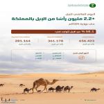 "البيئة": أكثر من (2.2) مليون رأس من الإبل في المملكة تجسد أهمية الموروث الوطني السعودي في تعزيز الأمن الغذائي ودعم الاقتصاد