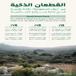"ريف السعودية": تطبيق نظام (القطعان الذكية) لأول مرة في إدارة مزارع التربية المكثفة للماشية باستخدام إنترنت الأشياء