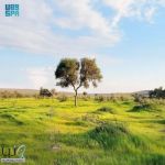 هيئة تطوير محمية الإمام تركي بن عبدالله الملكية تُسهم في مكافحة العواصف الرملية بالتشجير والتجدد الطبيعي