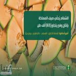 الشمّام يُحلّي صيف المملكة بإنتاج وفير يتجاوز (63) ألف طن سنويًا