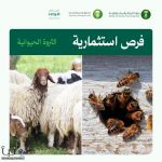 "البيئة" تطرح فرصتين استثماريتين لإنتاج اللحوم الحمراء وعسل النحل في الشرقية