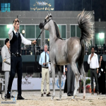 انطلاق البطولة الدولية لجمال الجواد العربي بمحافظة جدة