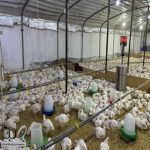 بلدية الخرج تضبط استراحة مخالفة استخدمت لإنتاج وبيع الدواجن بطرق غير نظامية