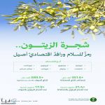 في اليوم العالمي لشجرة الزيتون.. ارتفاع إنتاج المملكة إلى 351.6 ألف طن والجوف تحتضن نحو 18 مليون شجرة