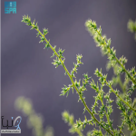 ظهور الشوك الروسي في منطقة الحدود الشمالية