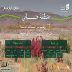 البرنامج الوطني للتشجير: الطلح والقيصوم والعوسج والسوسن البري أكثر النباتات المحلية انتشارًا في حائل