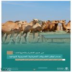 النيابة العامة تحذر من الإضرار بالحيوانات وتوضح مخالفات الرفق بها