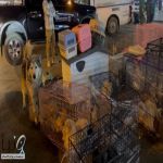 فرع وزارة البيئة والمياه والزراعة بمنطقة الرياض ينفّذ حملة مشتركة على سوق الطيور لتطبيق نظام الرفق بالحيوان