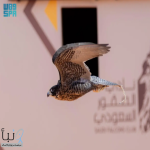 تتويج (12) محترفًا دوليًّا بكؤوس الملك عبدالعزيز في مهرجان الصقور 2025