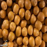 بنحو 457 ألف طن و49 صنفًا تمور الرياض تُزيّن موائد رمضان وتُعزّز القيمة الغذائية للمستهلكين