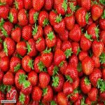 "البيئة": تدشن موسم الفراولة السعودي