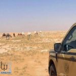 الأمن البيئي يضبط مخالفين لإشعال النار والرعي في محميتين ملكيتين ويؤكد العقوبات النظامية