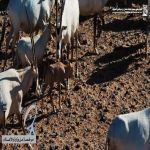 بعد غياب تجاوز 90 عامًا.. محمية الملك سلمان تُعيد المها العربي إلى بيئته الطبيعية