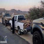 الأمن البيئي يضبط مواطنًا لنقله حطبًا محليًا في عسير