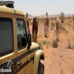 الأمن البيئي يضبط مخالفين للرعي المحظور وإشعال النار داخل محميتين ملكيتين