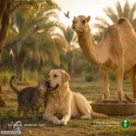 البيئة» تدعو إلى حماية الحيوانات الأليفة من موجات الحر والالتزام بإجراءات الرعاية خلال الصيف